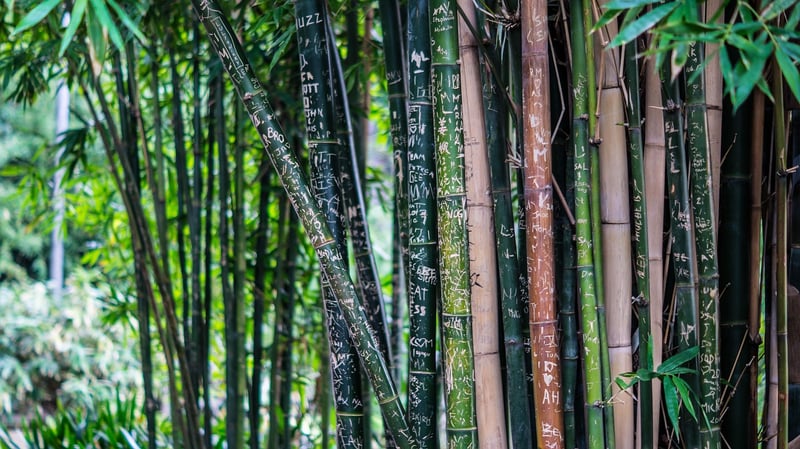 Bamboo plant